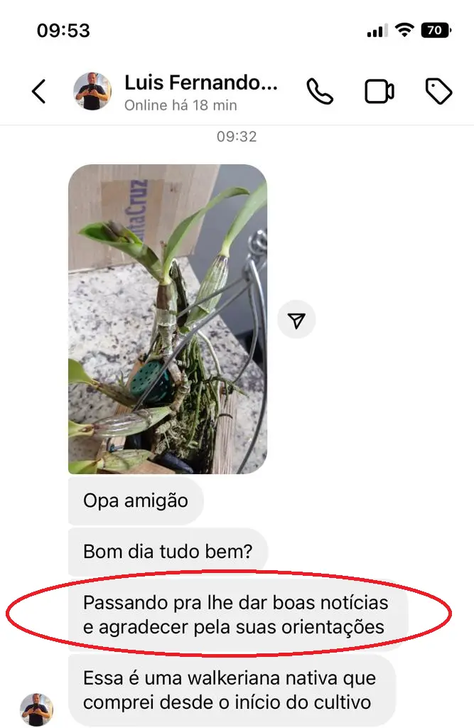 TRATADA DEPOIMENTO LUIZ FERNANDO (1)